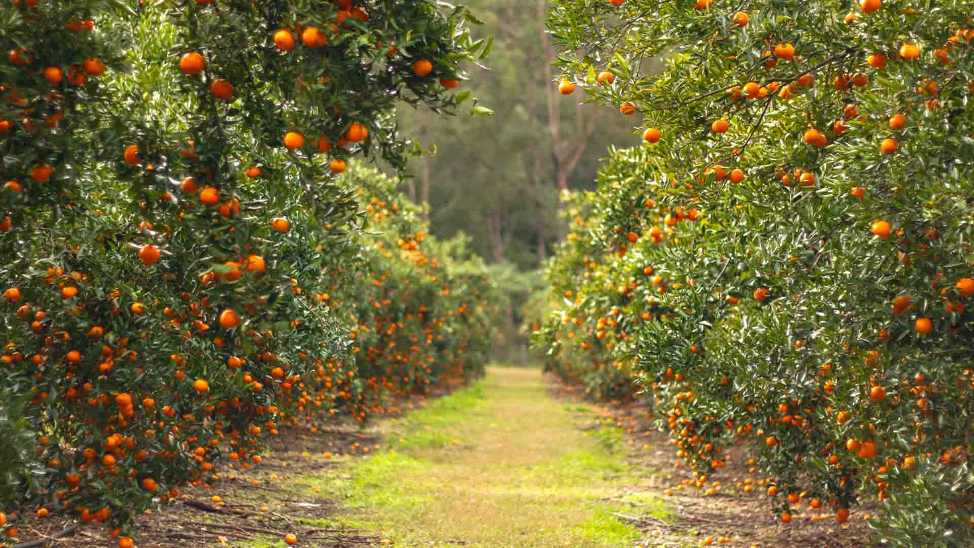 Biofertilizantes para agricultura sostenible