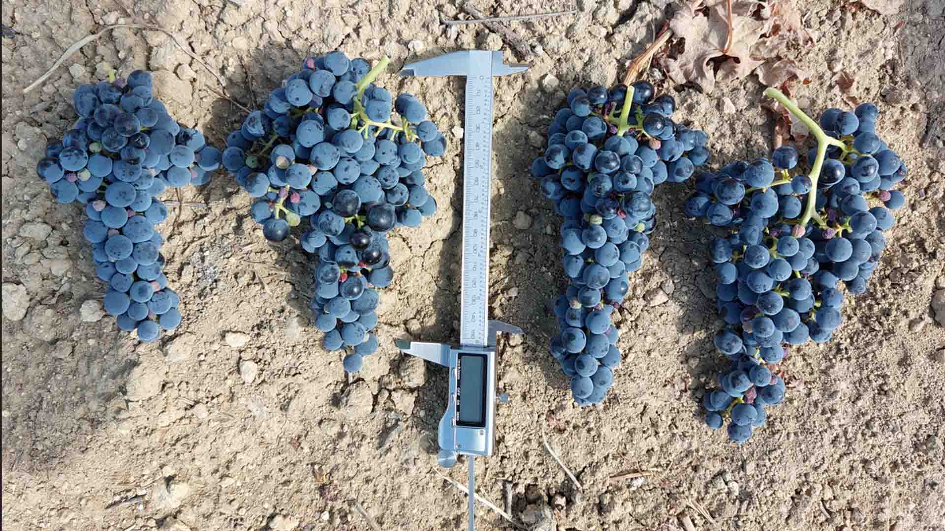Biofertilizantes para agricultura sostenible