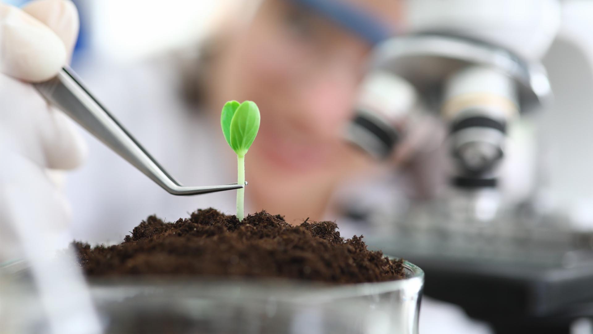 Biofertilizantes para agricultura sostenible