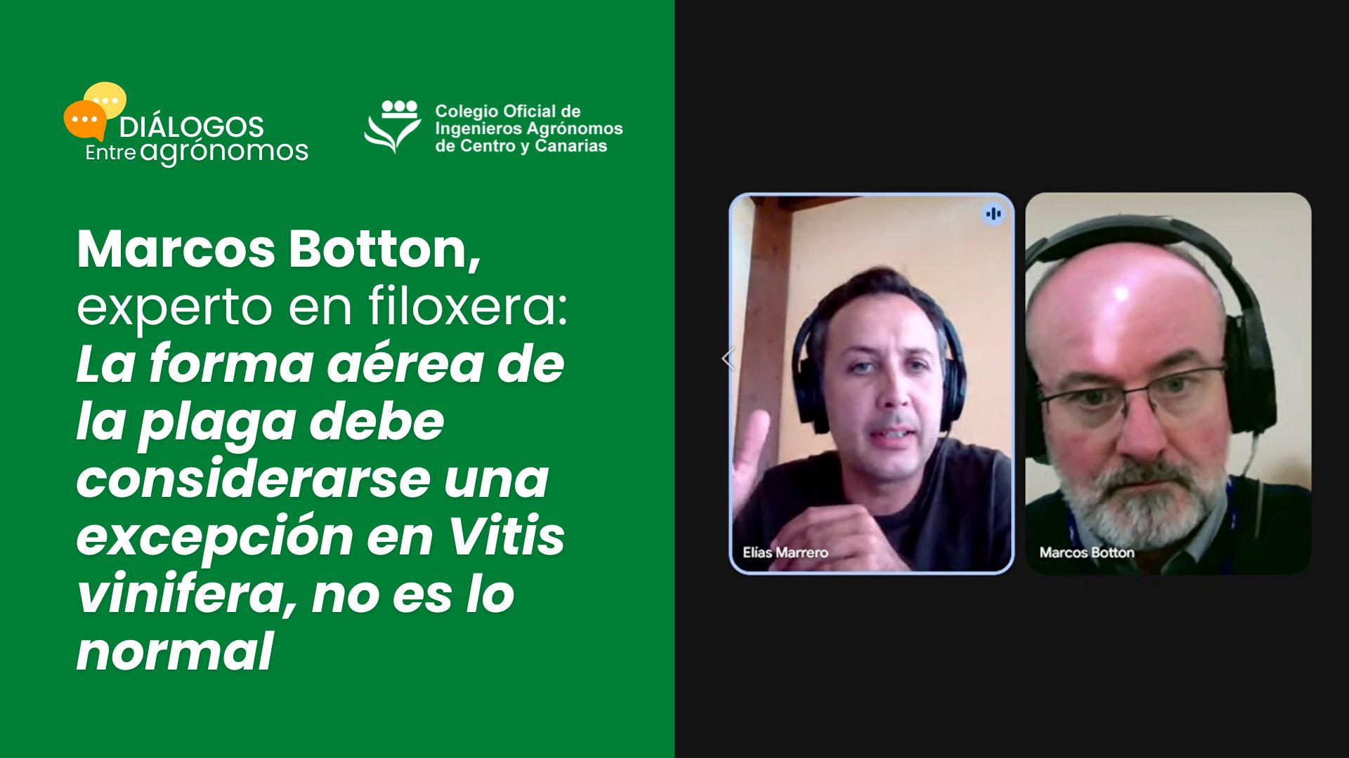 Marcos Botton, experto en filoxera: La forma aérea de la plaga debe considerarse una excepción en Vitis vinifera, no es lo normal