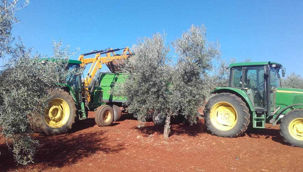 Olivos