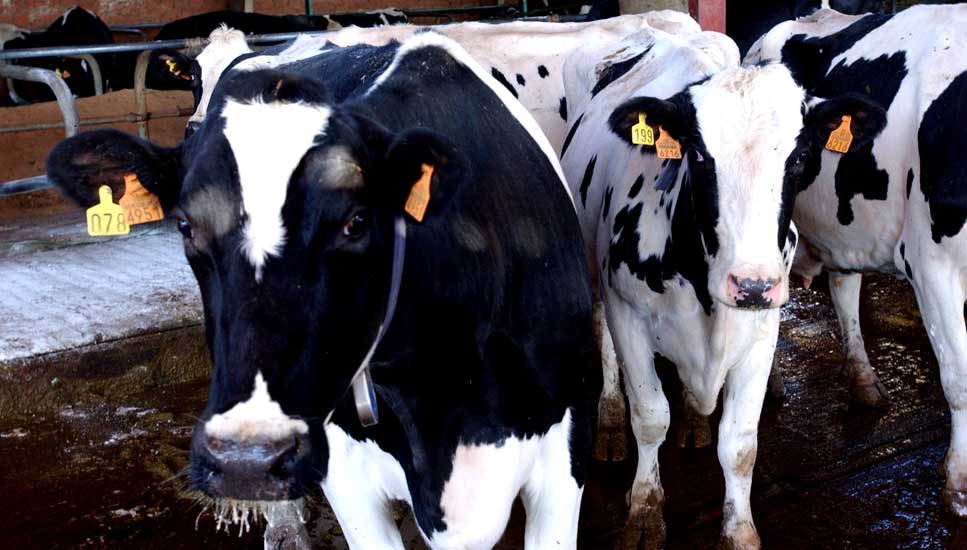 vacas