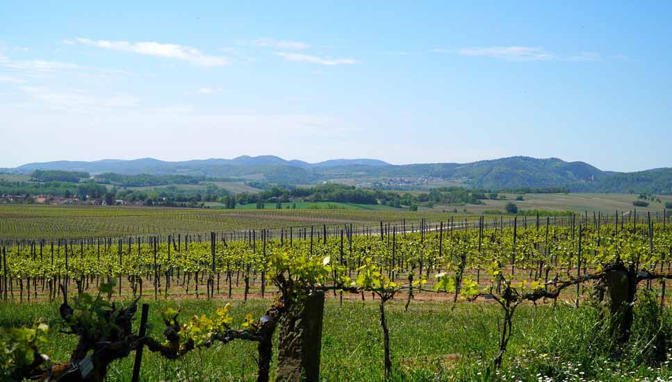 viñedo