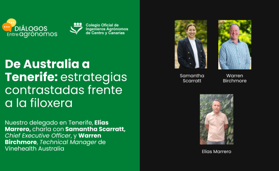 De Australia a Tenerife: estrategias contrastadas frente a la filoxera