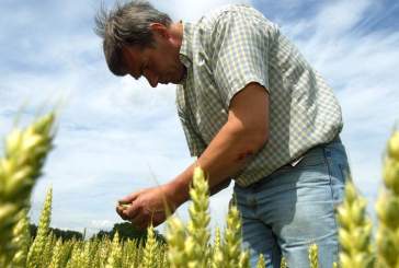Mano de obra y tecnología adecuada para el sector agrario
