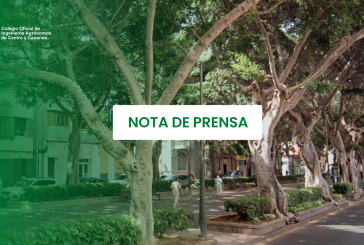 La futura ley del arbolado urbano de Canarias puede colapsar los servicios municipales, advierten los ingenieros agrónomos
