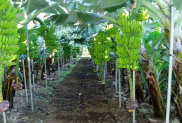El Colegio de Ingenieros Agrónomos de Centro y Canarias ofrece sus servicios gratuitamente al sector agrario de La Palma