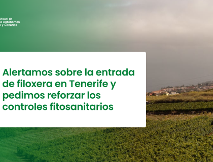 Alertamos sobre la entrada de filoxera en Tenerife y pedimos reforzar los controles fitosanitarios