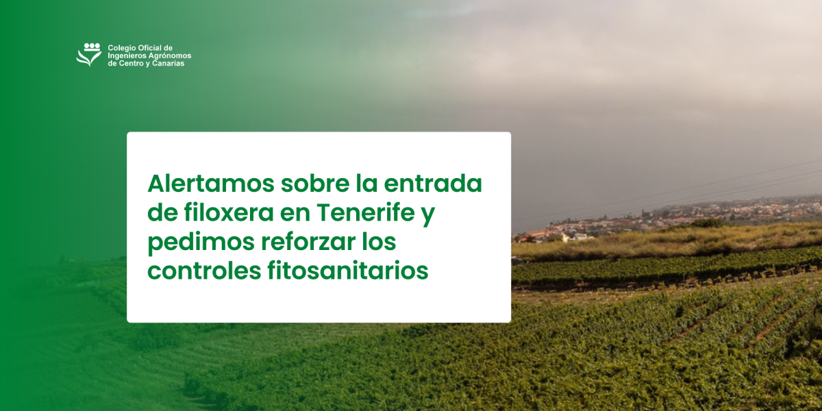 Alertamos sobre la entrada de filoxera en Tenerife y pedimos reforzar los controles fitosanitarios