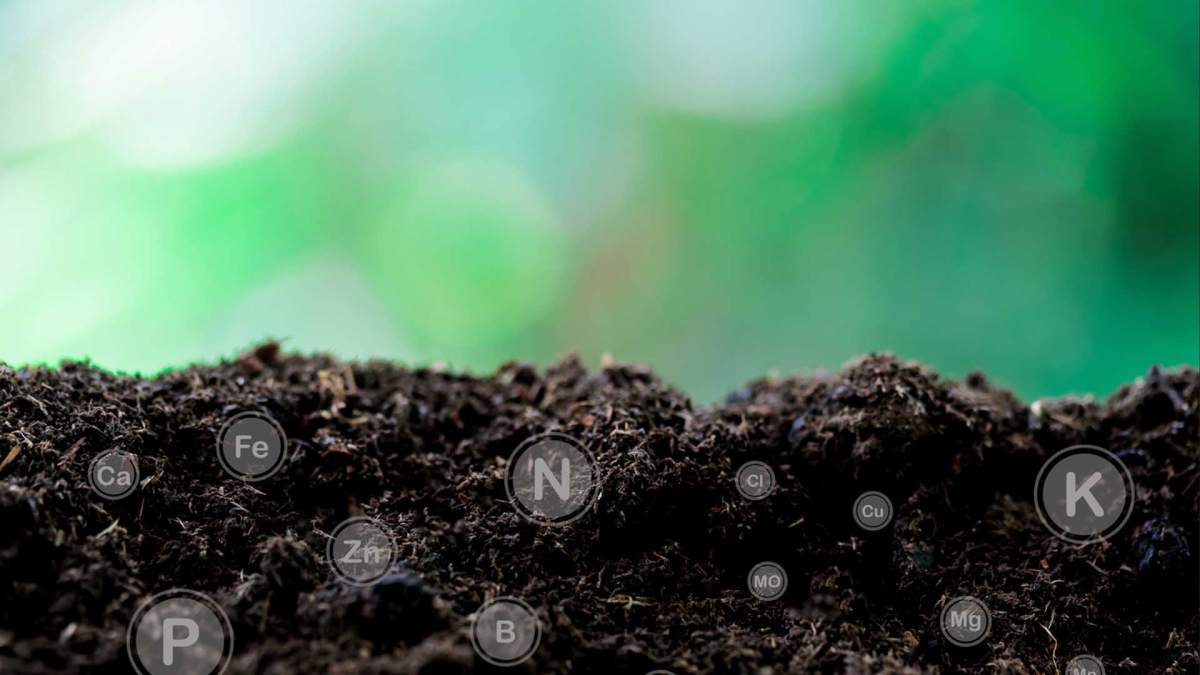 Bioestimulantes, claves para una agricultura más sostenible y rentable