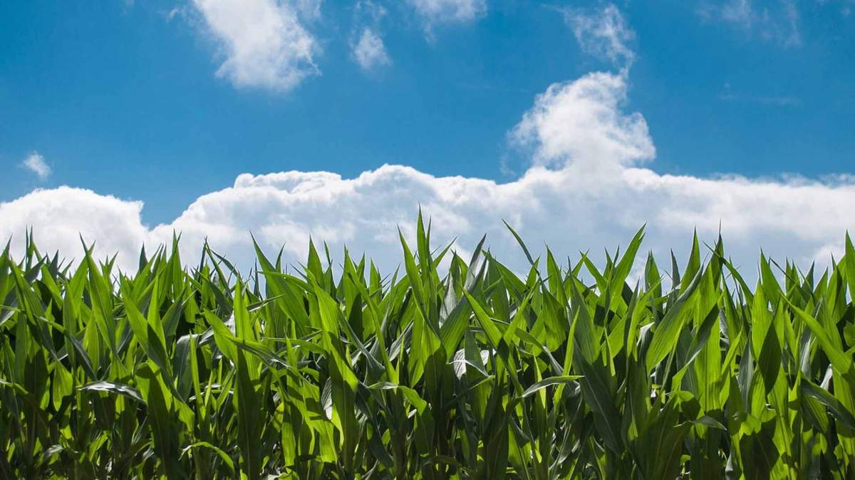 Los ingenieros agrónomos de Castilla-La Mancha pedimos formar parte de la mesa de la sequía