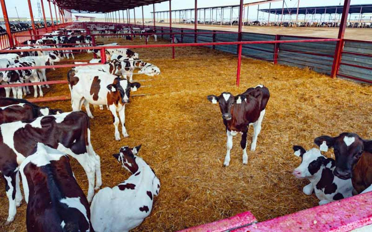 Los ingenieros agrónomos reivindican sus competencias en bienestar animal