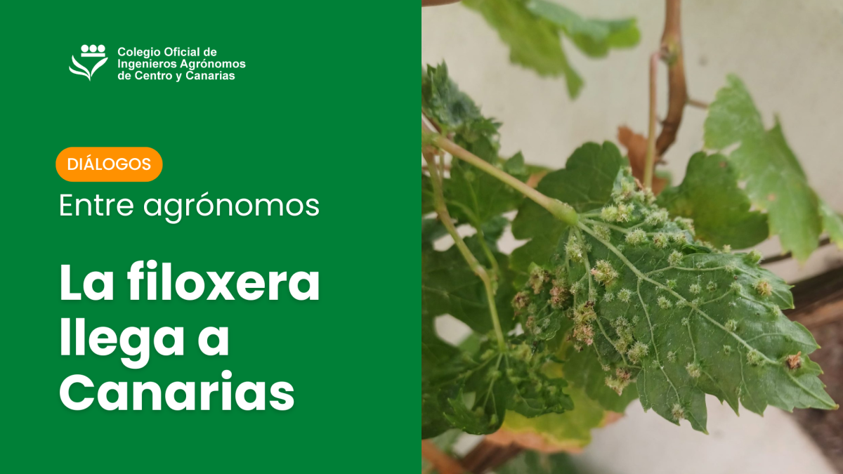 Diálogos entre agrónomos Diálogos entre agrónomos" es una sección concebida como un espacio de análisis y debate profesional sobre la filoxera en Canarias. Los contenidos se presentan en diferentes formatos, conversaciones grabadas, artículos o entrevistas, para facilitar su difusión y comprensión.  Accede a todo el contenido de esta sección en https://agronomoscentro.org/articulos/dialogos-agronomos