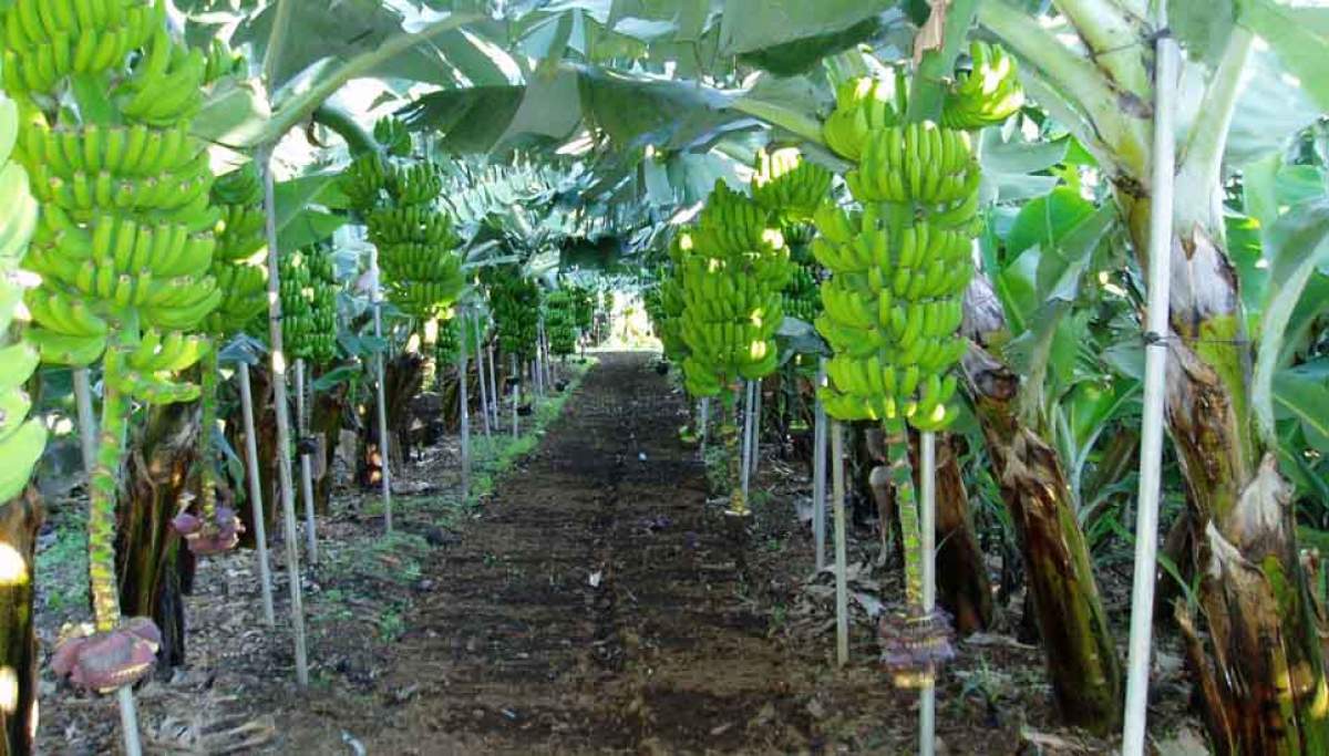 El Colegio de Ingenieros Agrónomos de Centro y Canarias ofrece sus servicios gratuitamente al sector agrario de La Palma
